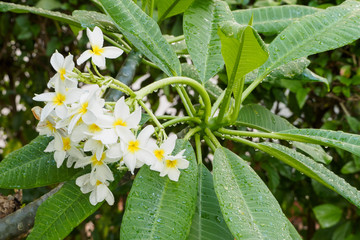 Plumeria flowers in the garden after the rain.