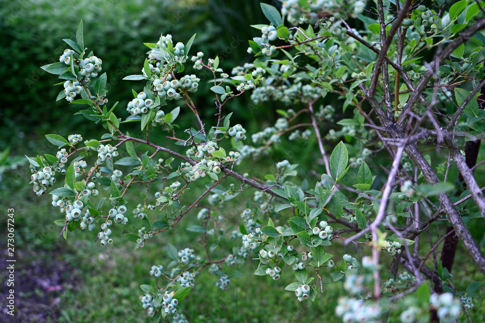 Canvas Prints unripe green berries of blueberries on a bush with green leaves.