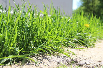 Juicy green grass in bright sunlight, selective focus. Spring green grass, with yellow dandelions, blur.