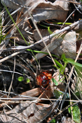 The cockchafer, may bug or doodlebug on green grass background, top view 