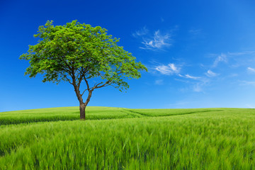 Fototapeta na wymiar Tree with meadow and blue sky
