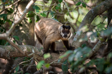Brown striped tufted capuchin monkey,Pantanal,Brazil