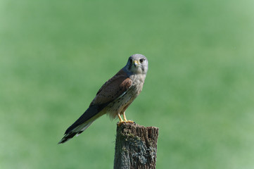 kestrel on a post