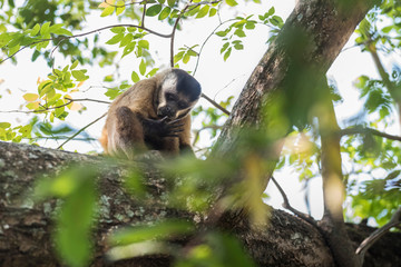 Brown striped tufted capuchin monkey,Pantanal,Brazil