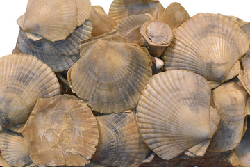 Many fossilised shells.