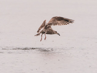 Lesser Black-Backed Gull (Larus fuscus)