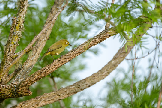 Zosterops 이미지 찾아보기 2,085 스톡 사진, 벡터 및 비디오 Adobe Stock