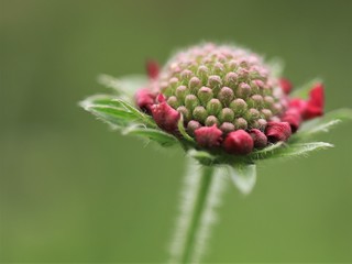Rote Scabiose Knospe, Scabiosa caucasia