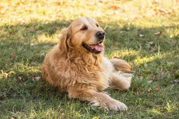 old golden retriever dog