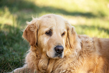 Obraz premium old golden retriever dog
