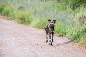 African wild dog moving on gravel road in Kruger National park, South Africa ; Specie Lycaon pictus family of Canidae