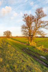 Obraz premium Golden glow of the setting sun shines over a nature reserve