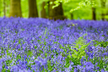 Bluebells in a beech tree forest