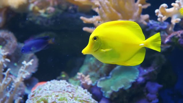A yellow tang (Zebrasoma flavescens) fish swims along a coral reef in seawater or an aquarium.