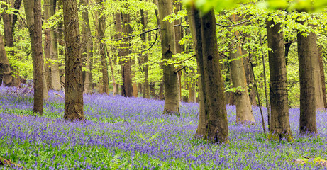 Bluebell carpet in a beech tree forest