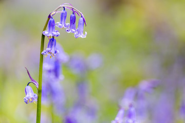 A single bluebell in a beech tree forest