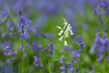 single white bluebell in a beech tree forest