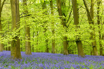 bluebells in a beech tree forest