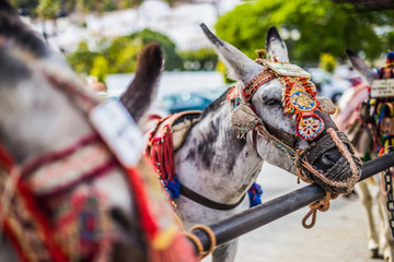 Andalusia © fotokutkowska