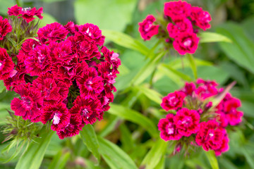 bush beautiful carnation perennial close up