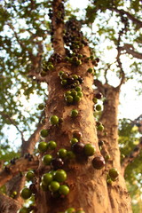 guayaba de monte