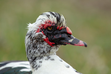 Porträt einer Warzenente vor einem grünemHintergrund