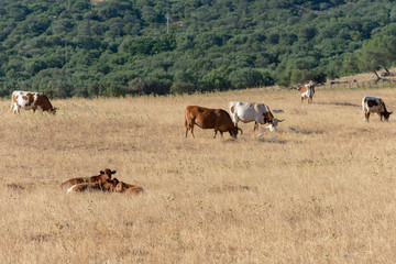 Terneros que descansan y vacas pastando en el campo.