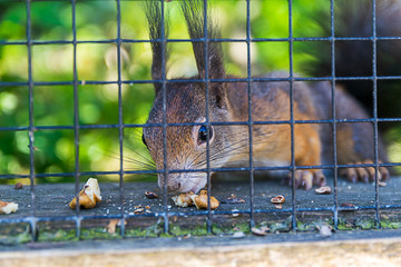 Ein Eichhörnchen sitzt hinter einem Zaun da und frisst Nüsse © Milan