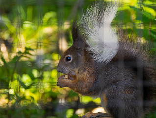 Ein Eichhörnchen sitzt hinter einem Zaun da und frisst Nüsse © Milan