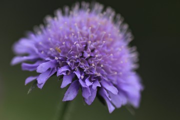 Pincushion Scabiose Blüte
