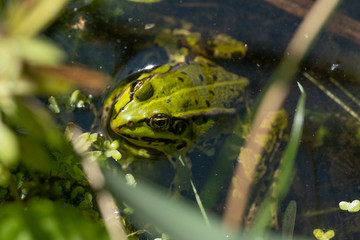 Teichfrosch im Garten
