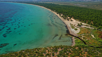 Aerial photo taken by drone of caribbean tropical exotic lagoon with turquoise clear sea sandy beach and rare pine trees