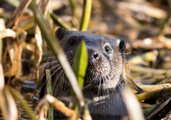 Otter, River Don, Aberdeen