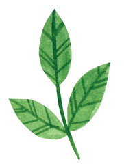 Branch of rose with leaves, hand drawn watercolor illustration isolated on white