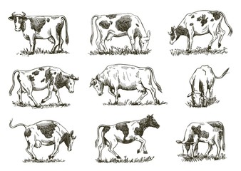 black and white drawing of cows in different poses