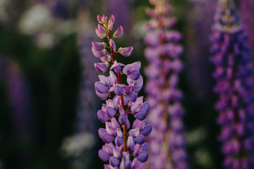 Fototapeta premium Purple blooming lupins closeup