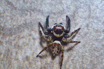 jumping spider macro photography