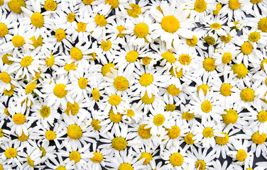 Blossoming chamomile, flowers background