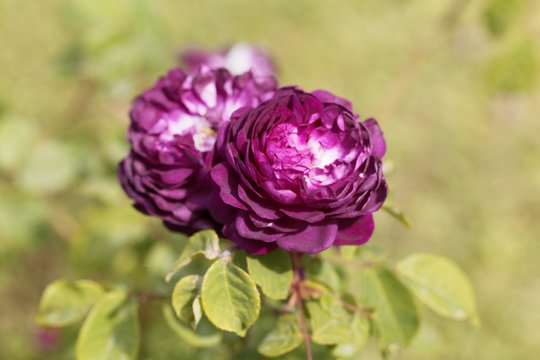 Flower of a Belle de Crecy rose