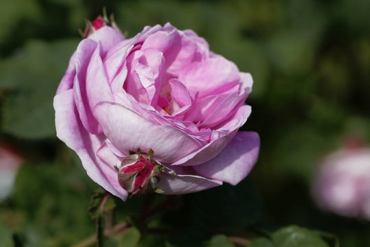 Flower of a Duchesse de Berry rose