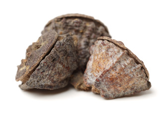 Dried fruits of eucaliptus globulus labill on white background