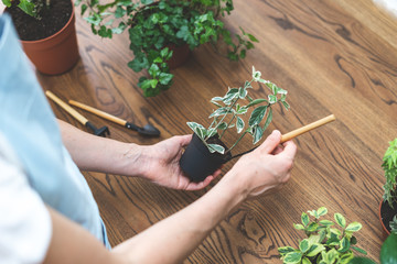Gardener holding in hands small plant and shovel, standing near wooden table