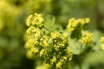 Lady's-mantle flowers, Alchemilla epipsila.
