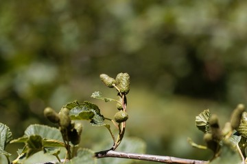 Green fruits of a green alder, Alnus viridis