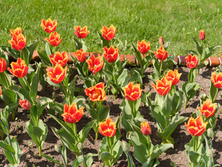 Fototapeta premium field of red tulips
