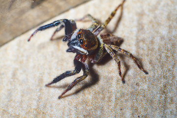 jumping spider macro photography