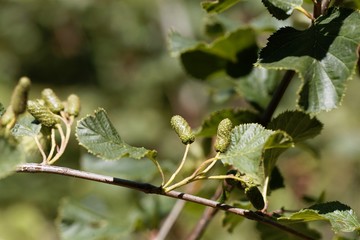 Green fruits of a green alder, Alnus viridis