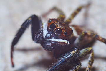 jumping spider macro photography