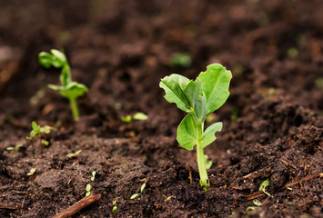 Young green pea sprout germinates from the ground