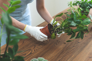 Cropped view of young woman in blue apron transplanting flowers on wooden textured table
